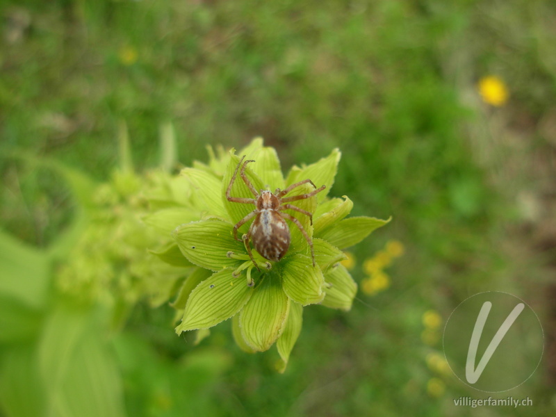 Laufspinne (Philodromus cespitum): Übersicht